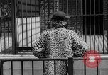 Image of fur fashions New York City USA, 1935, second 14 stock footage video 65675051172