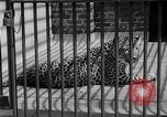 Image of fur fashions New York City USA, 1935, second 17 stock footage video 65675051172
