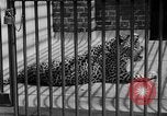 Image of fur fashions New York City USA, 1935, second 18 stock footage video 65675051172