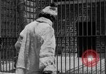 Image of fur fashions New York City USA, 1935, second 27 stock footage video 65675051172