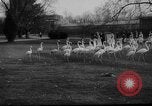 Standbild baby Tiere Deutschland, 1960, aus Sekunde 4 historischem Filmmaterial Videoclip 65675051183