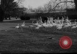 Standbild baby Tiere Deutschland, 1960, aus Sekunde 5 historischem Filmmaterial Videoclip 65675051183
