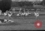 Standbild baby Tiere Deutschland, 1960, aus Sekunde 6 historischem Filmmaterial Videoclip 65675051183