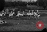 Standbild baby Tiere Deutschland, 1960, aus Sekunde 7 historischem Filmmaterial Videoclip 65675051183