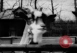 Standbild baby Tiere Deutschland, 1960, aus Sekunde 10 historischem Filmmaterial Videoclip 65675051183