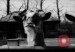 Standbild baby Tiere Deutschland, 1960, aus Sekunde 11 historischem Filmmaterial Videoclip 65675051183