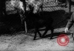 Standbild baby Tiere Deutschland, 1960, aus Sekunde 18 historischem Filmmaterial Videoclip 65675051183