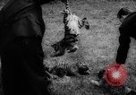 Standbild baby Tiere Deutschland, 1960, aus Sekunde 19 historischem Filmmaterial Videoclip 65675051183
