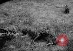 Standbild baby Tiere Deutschland, 1960, aus Sekunde 21 historischem Filmmaterial Videoclip 65675051183