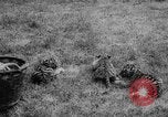 Standbild baby Tiere Deutschland, 1960, aus Sekunde 22 historischem Filmmaterial Videoclip 65675051183