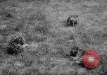 Standbild baby Tiere Deutschland, 1960, aus Sekunde 23 historischem Filmmaterial Videoclip 65675051183