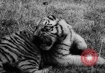 Standbild baby Tiere Deutschland, 1960, aus Sekunde 25 historischem Filmmaterial Videoclip 65675051183