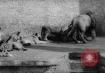 Standbild baby Tiere Deutschland, 1960, aus Sekunde 26 historischem Filmmaterial Videoclip 65675051183