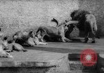 Standbild baby Tiere Deutschland, 1960, aus Sekunde 27 historischem Filmmaterial Videoclip 65675051183