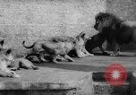 Standbild baby Tiere Deutschland, 1960, aus Sekunde 28 historischem Filmmaterial Videoclip 65675051183