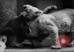 Standbild baby Tiere Deutschland, 1960, aus Sekunde 29 historischem Filmmaterial Videoclip 65675051183