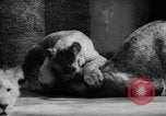 Standbild baby Tiere Deutschland, 1960, aus Sekunde 30 historischem Filmmaterial Videoclip 65675051183