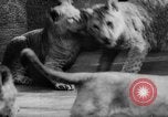 Standbild baby Tiere Deutschland, 1960, aus Sekunde 32 historischem Filmmaterial Videoclip 65675051183