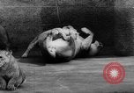 Standbild baby Tiere Deutschland, 1960, aus Sekunde 35 historischem Filmmaterial Videoclip 65675051183