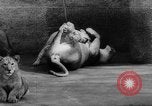 Standbild baby Tiere Deutschland, 1960, aus Sekunde 37 historischem Filmmaterial Videoclip 65675051183