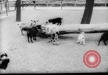 Image of baby animals Europe, 1960, second 4 stock footage video 65675051193