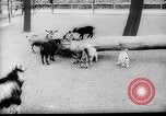 Image of baby animals Europe, 1960, second 5 stock footage video 65675051193