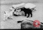 Image of baby animals Europe, 1960, second 6 stock footage video 65675051193