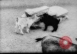 Image of baby animals Europe, 1960, second 7 stock footage video 65675051193