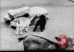 Image of baby animals Europe, 1960, second 8 stock footage video 65675051193