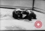 Image of baby animals Europe, 1960, second 9 stock footage video 65675051193