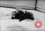Image of baby animals Europe, 1960, second 10 stock footage video 65675051193
