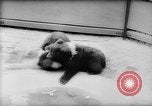 Image of baby animals Europe, 1960, second 11 stock footage video 65675051193