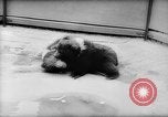 Image of baby animals Europe, 1960, second 12 stock footage video 65675051193