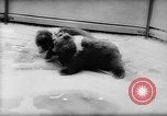 Image of baby animals Europe, 1960, second 13 stock footage video 65675051193