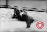 Image of baby animals Europe, 1960, second 14 stock footage video 65675051193