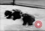 Image of baby animals Europe, 1960, second 16 stock footage video 65675051193