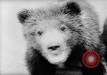 Image of baby animals Europe, 1960, second 17 stock footage video 65675051193