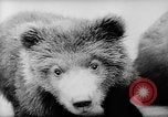Image of baby animals Europe, 1960, second 18 stock footage video 65675051193