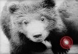Image of baby animals Europe, 1960, second 19 stock footage video 65675051193