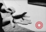 Image of baby animals Europe, 1960, second 20 stock footage video 65675051193