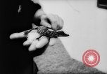 Image of baby animals Europe, 1960, second 21 stock footage video 65675051193