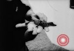 Image of baby animals Europe, 1960, second 22 stock footage video 65675051193