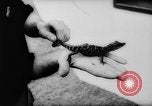 Image of baby animals Europe, 1960, second 23 stock footage video 65675051193
