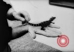 Image of baby animals Europe, 1960, second 24 stock footage video 65675051193