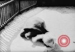 Image of baby animals Europe, 1960, second 30 stock footage video 65675051193