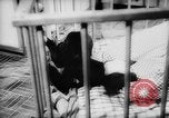 Image of baby animals Europe, 1960, second 31 stock footage video 65675051193