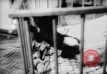 Image of baby animals Europe, 1960, second 32 stock footage video 65675051193