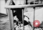 Image of baby animals Europe, 1960, second 34 stock footage video 65675051193