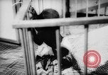 Image of baby animals Europe, 1960, second 35 stock footage video 65675051193