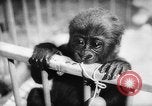 Image of baby animals Europe, 1960, second 36 stock footage video 65675051193